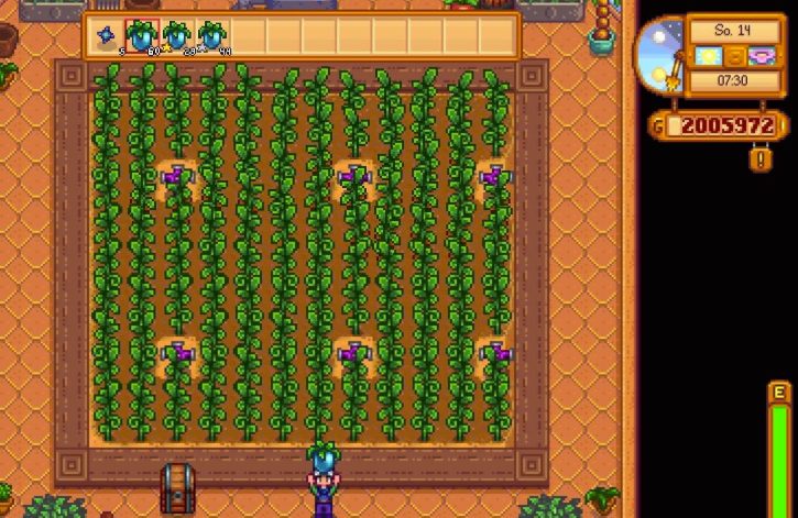 Ancient Fruit farm in stardew valley