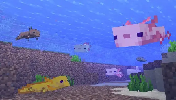 Cosa mangiano gli Axolotl in Minecraft