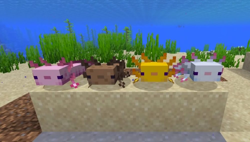 Axolotls in minecraft