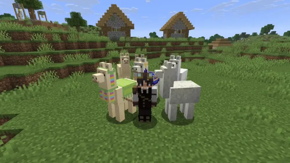 Minecraft player standing with a group of llamas near a village
